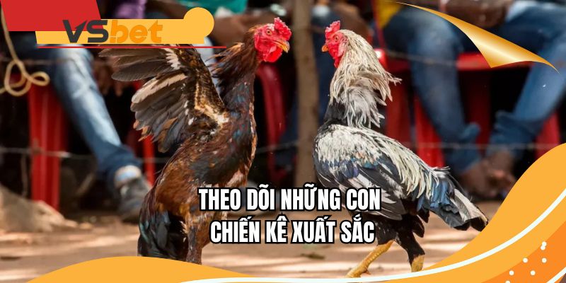 Theo dõi những con chiến kê xuất sắc