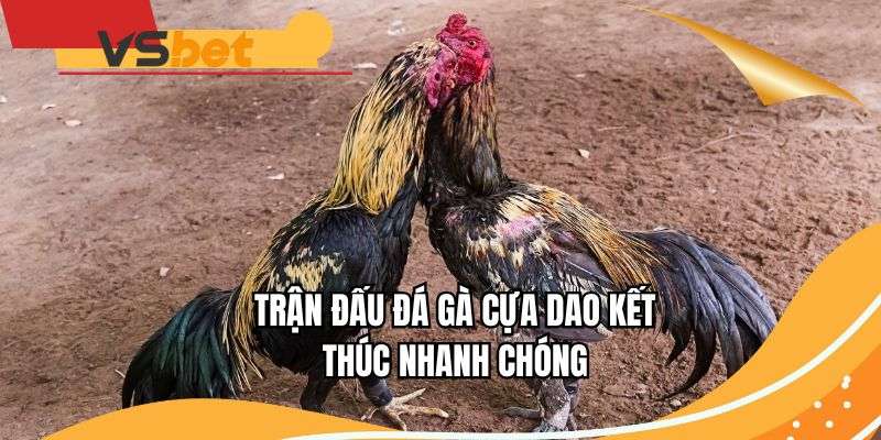 Trận đấu đá gà cựa dao kết thúc nhanh chóng