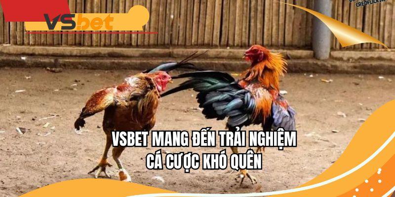 VSBET mang đến trải nghiệm cá cược khó quên